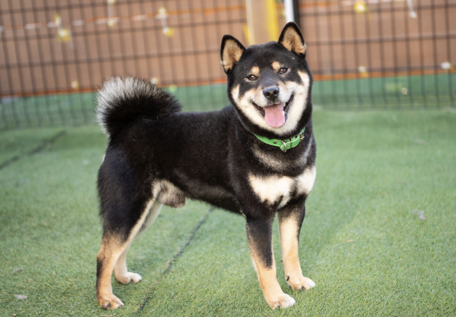 柴犬ハウス